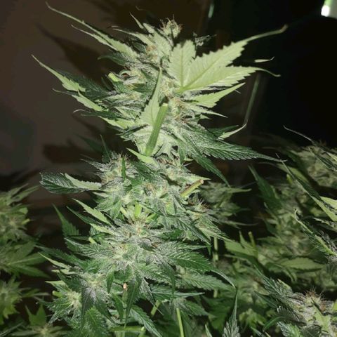 Purple thai auto  growlog timeline photo