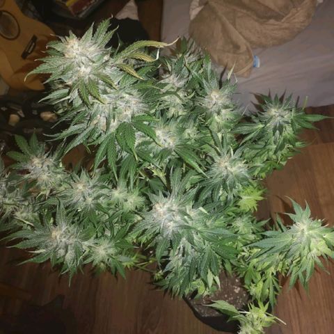 Purple thai auto  growlog timeline photo
