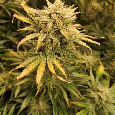 LBCOG auto growlog timeline photo