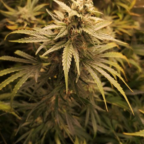 LBCOG auto growlog timeline photo