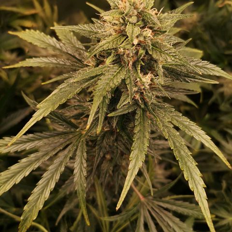 LBCOG auto growlog timeline photo