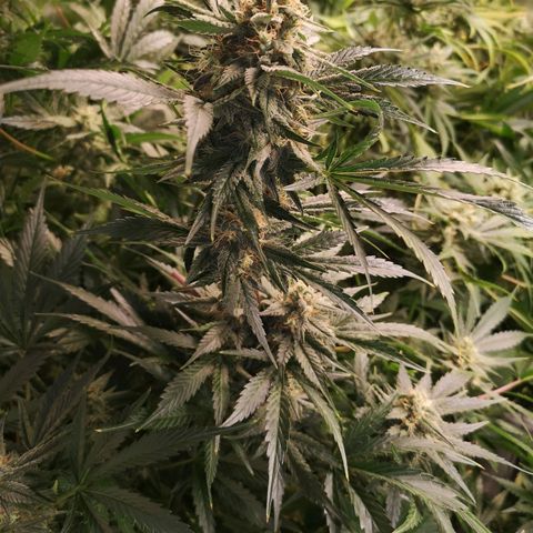 Banana Hammock auto growlog timeline photo