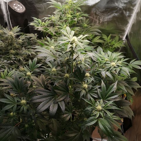 Sour d auto  growlog timeline photo