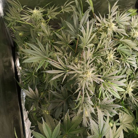Og kush auto growlog timeline photo
