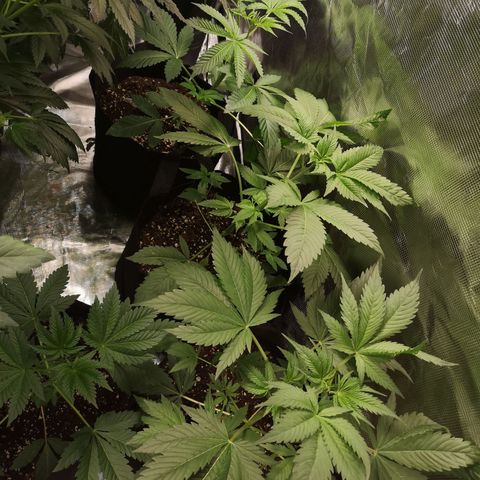 Banana daddy growlog timeline photo