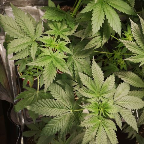 Tropicanna poison fast growlog timeline photo