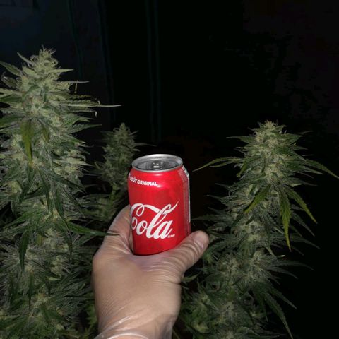 LBCOG auto growlog timeline photo