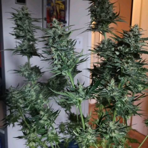 LBCOG auto growlog timeline photo