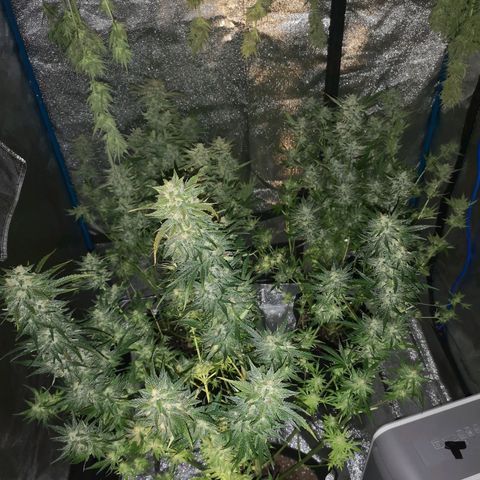 LBCOG auto growlog timeline photo