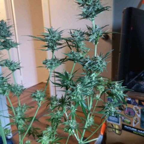 LBCOG auto growlog timeline photo