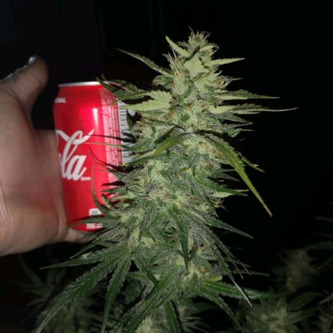 LBCOG auto growlog timeline photo