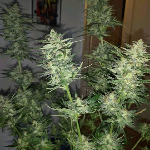 LBCOG auto growlog timeline photo