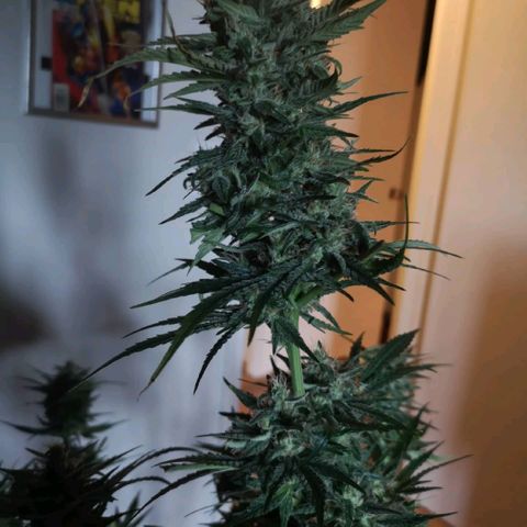 LBCOG auto growlog timeline photo