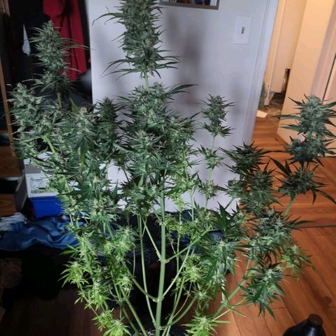 LBCOG auto growlog timeline photo