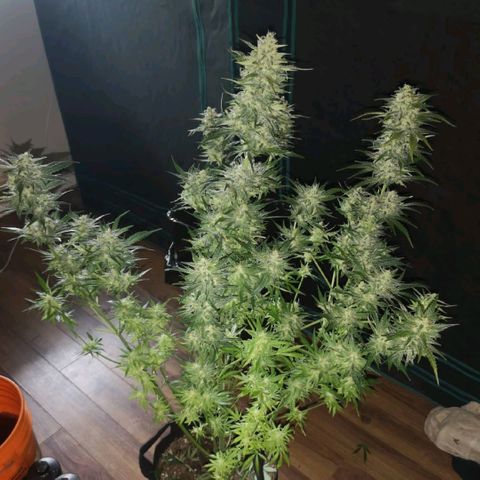 LBCOG auto growlog timeline photo