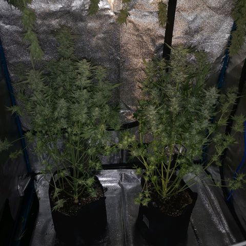 Pluto auto growlog timeline photo