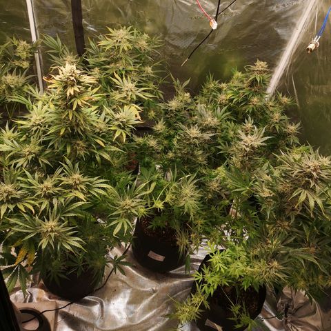 Pluto auto growlog timeline photo