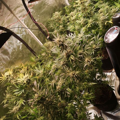 Pluto auto growlog timeline photo