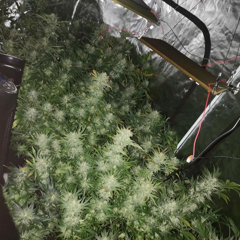 Pluto auto growlog timeline photo