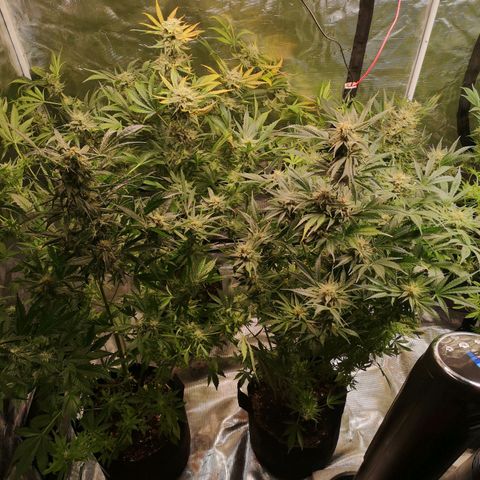 Pluto auto growlog timeline photo