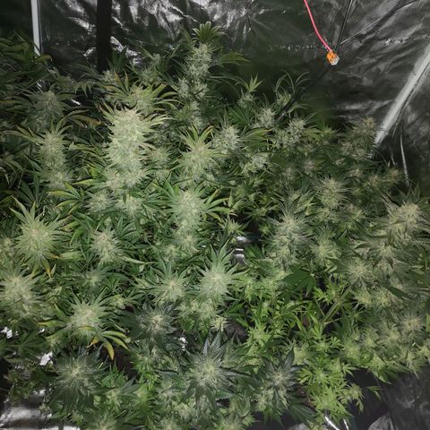 Pluto auto growlog timeline photo