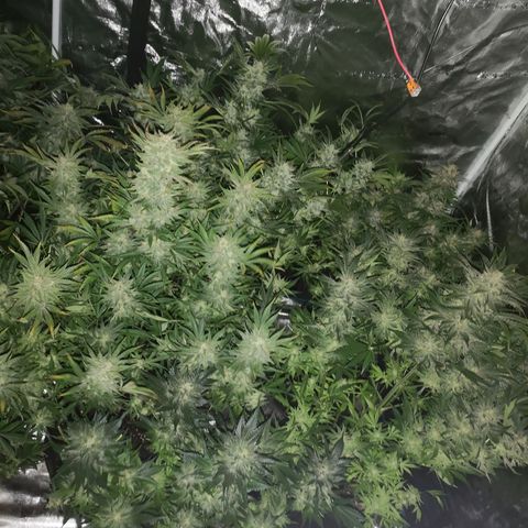 Pluto auto growlog timeline photo