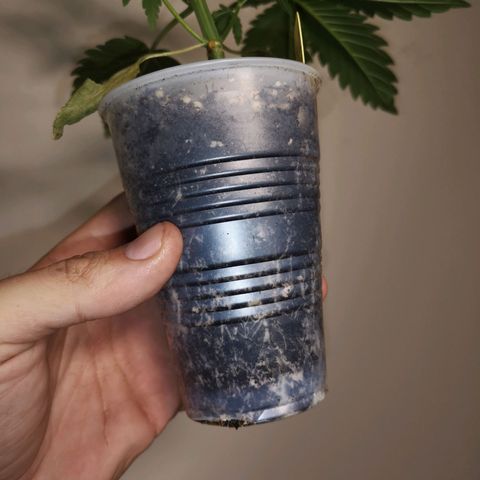 Tropicanna poison fast growlog timeline photo