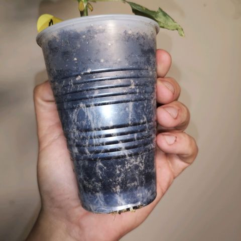 Tropicanna poison fast growlog timeline photo