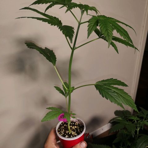 Tropicanna poison fast growlog timeline photo