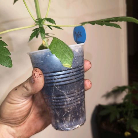 Tropicanna poison fast growlog timeline photo