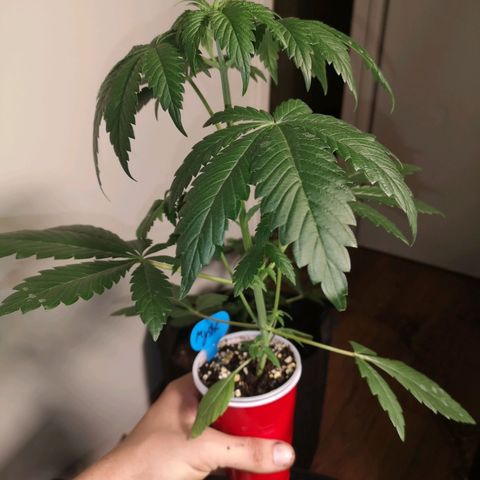 Tropicanna poison fast growlog timeline photo
