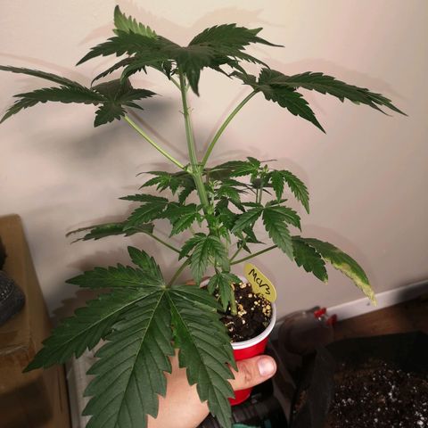 Tropicanna poison fast growlog timeline photo