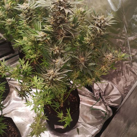 Og kush auto growlog timeline photo