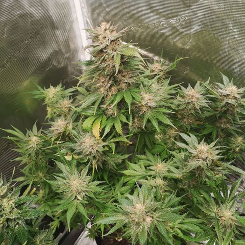 Purple thai auto  growlog timeline photo