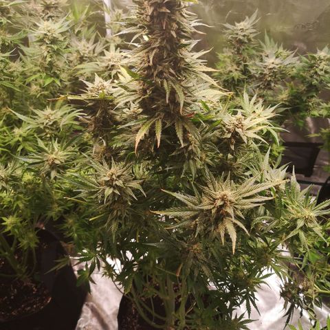 LBCOG auto growlog timeline photo