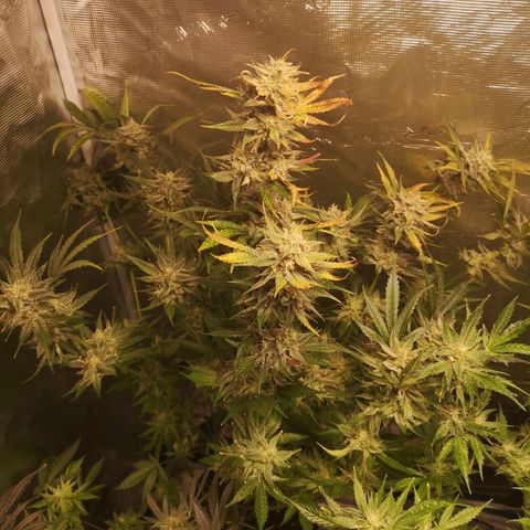 Pina rbx auto growlog timeline photo