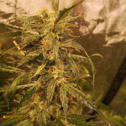 Banana Hammock auto growlog timeline photo