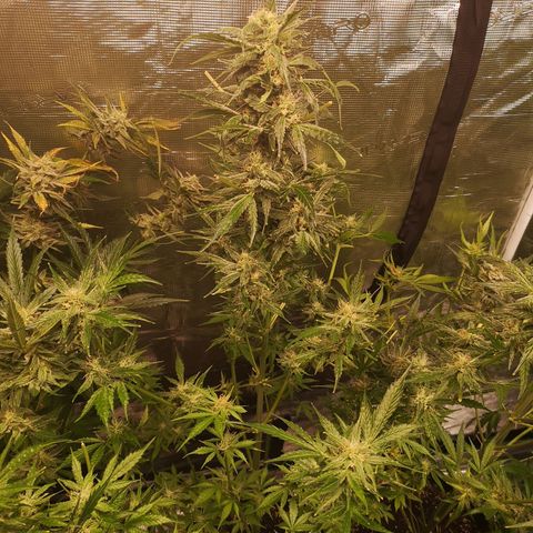 Banana Hammock auto growlog timeline photo