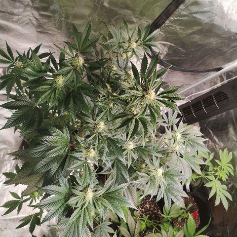 Sour d auto  growlog timeline photo