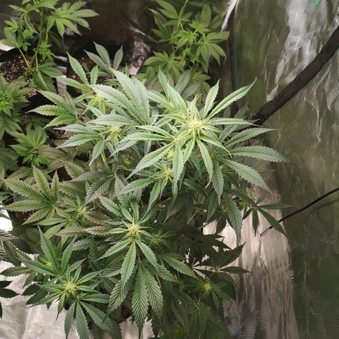 Sour d auto  growlog timeline photo