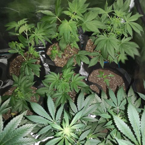 Banana daddy growlog timeline photo