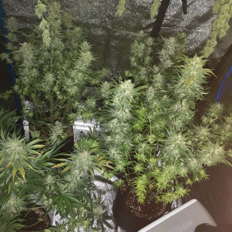 Pluto auto growlog timeline photo