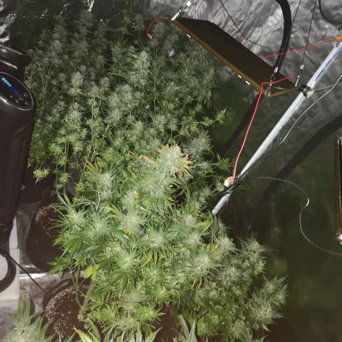 Purple thai auto  growlog timeline photo