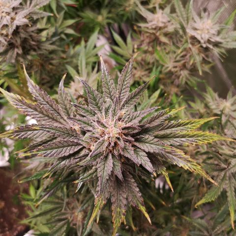 Og kush auto growlog timeline photo