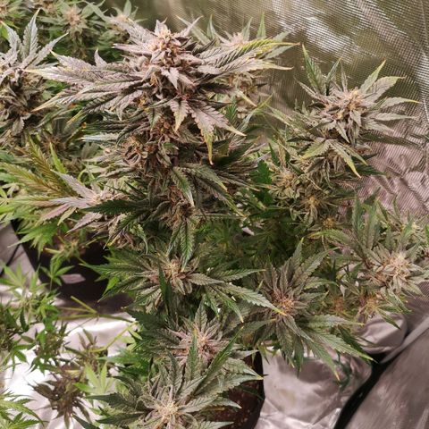 Og kush auto growlog timeline photo