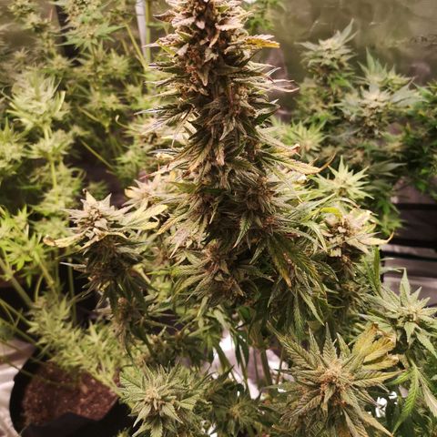 LBCOG auto growlog timeline photo