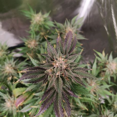 Purple thai auto  growlog timeline photo