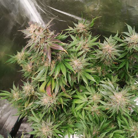 Purple thai auto  growlog timeline photo