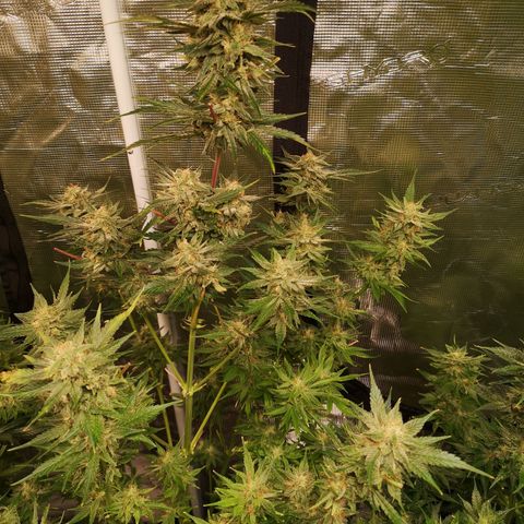 Banana Hammock auto growlog timeline photo