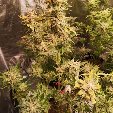 Pina rbx auto growlog timeline photo